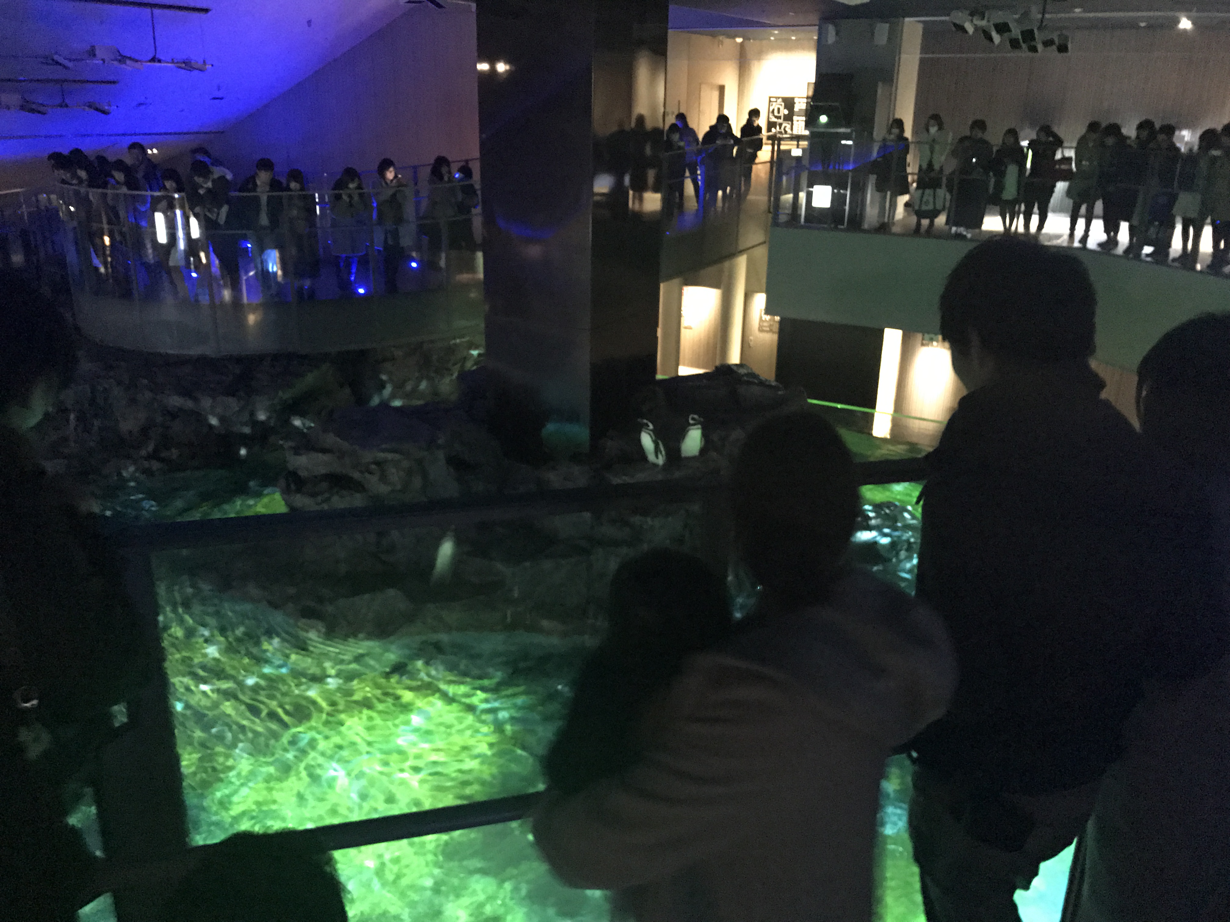 すみだ水族館「ペンギンキャンディ」